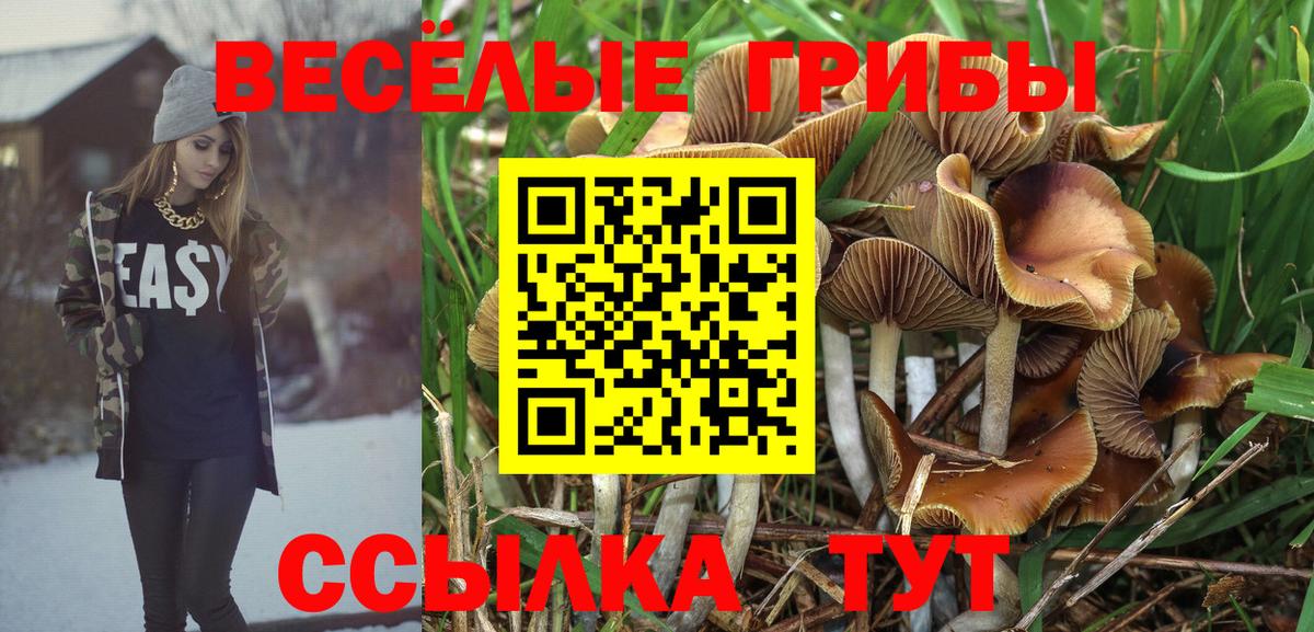 Псилоцибиновые грибы Psilocybe Чистополь